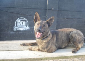 Personal Protection Dog-Zizi