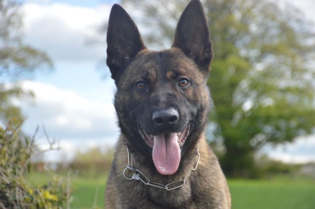 Personal Protection Dog - Buxy