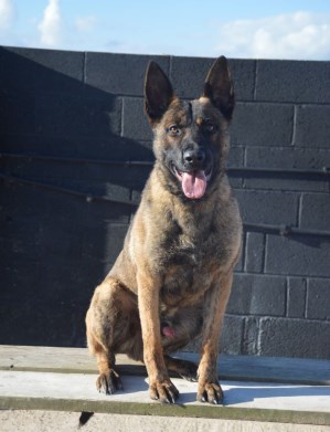 Personal Protection Dog - Buxy