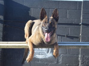 Personal Protection Dog - Buxy