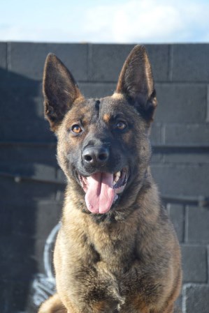 Personal Protection Dog - Buxy