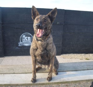 Personal Protection Dog-Zizi