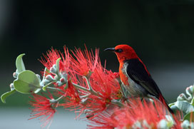 Nature Bird Red Wildlife