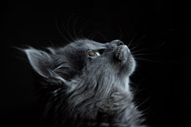 Gray Cat Against Black Background